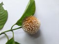 Neolamarckia cadamba with leaves in white background.